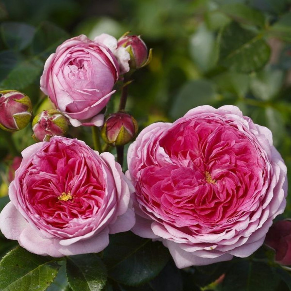 MODERN ART® MODERN ART®